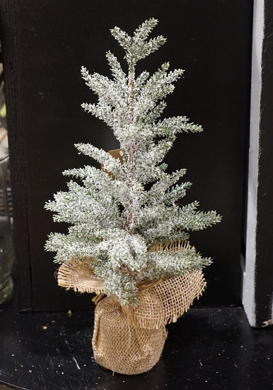 Snowy Blue Cypress Pine Tree